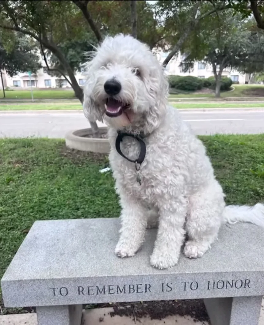 white dog sat on a bench in a park 