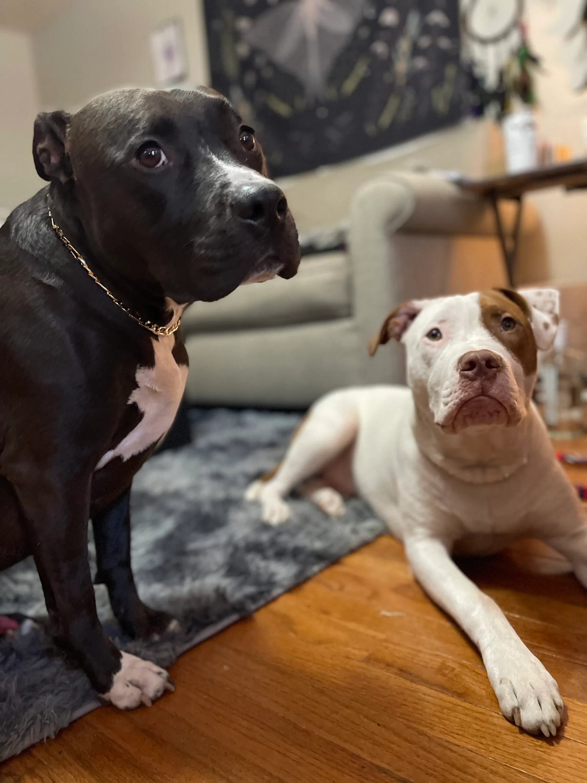 Image of two pitbull dogs