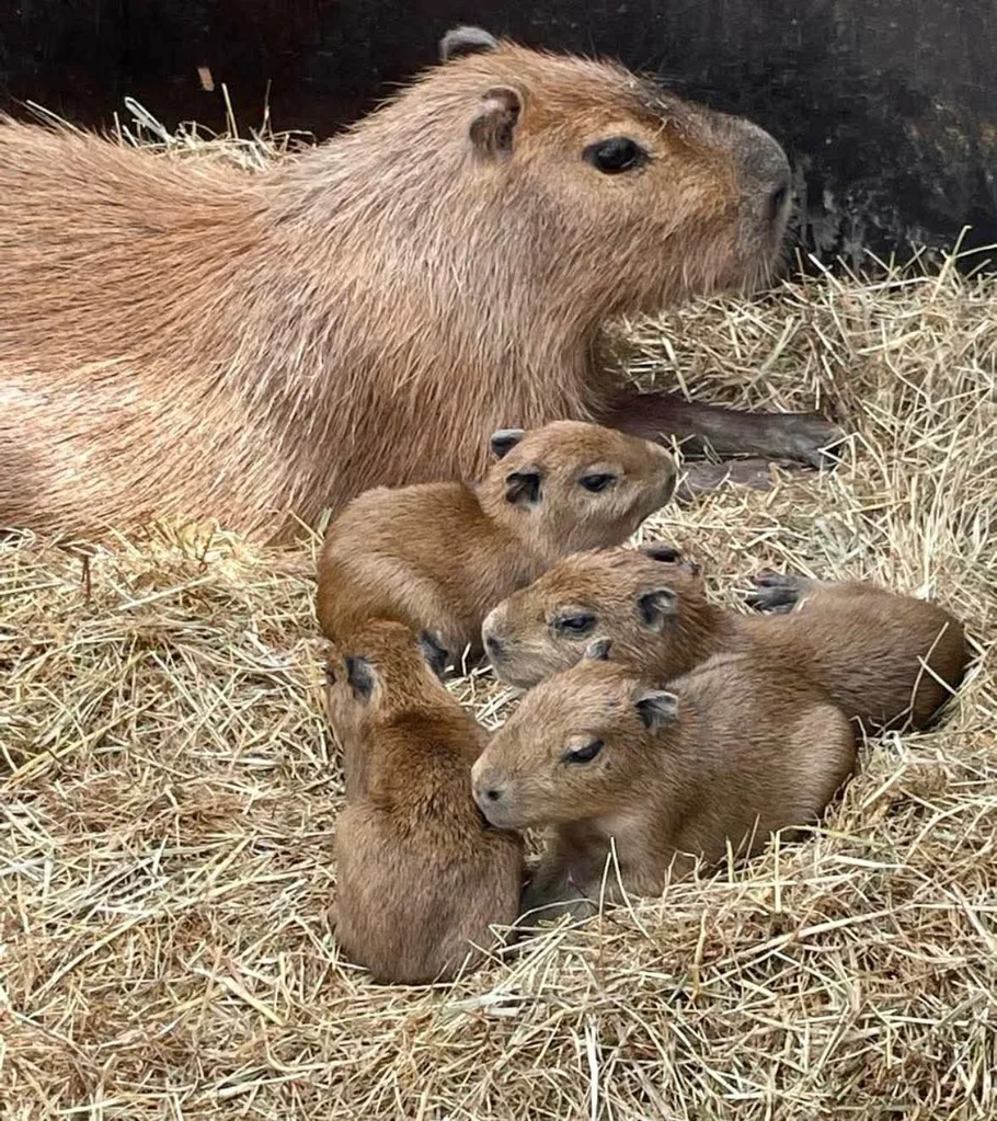 Image of capybara family