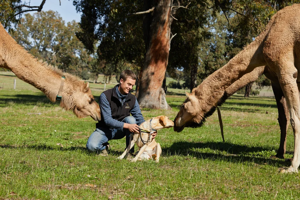Image of blind man with guide dog and camels