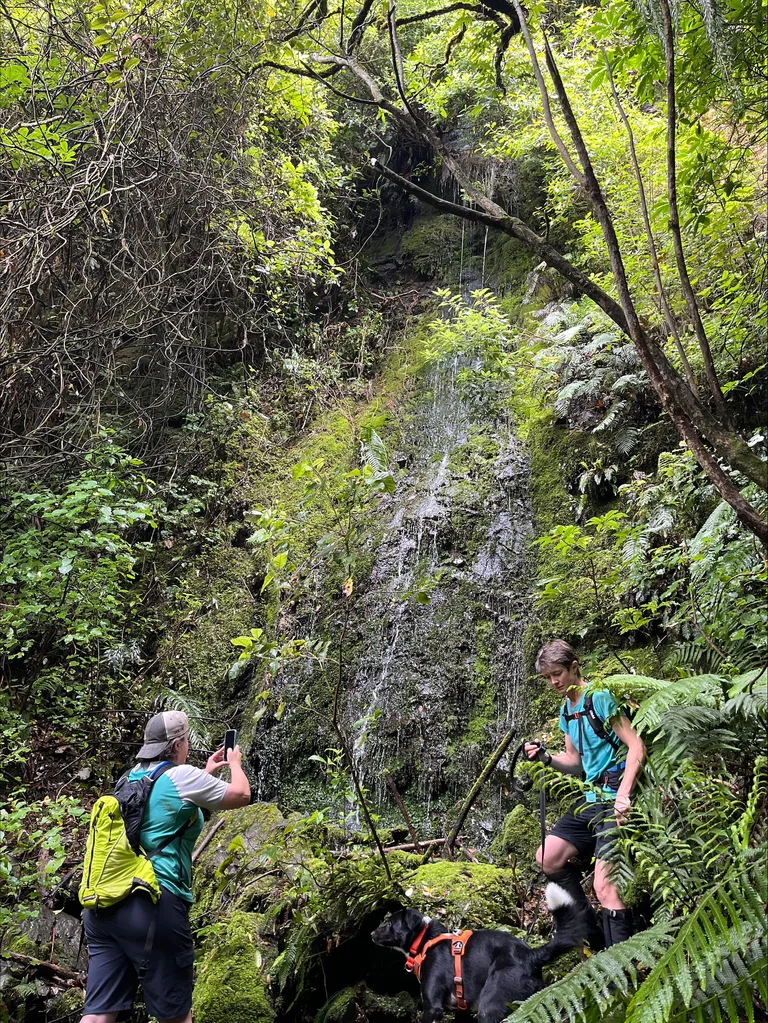 Image of a waterfall in the middle of the bush