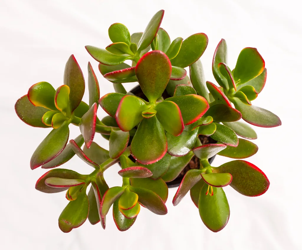 jade plant