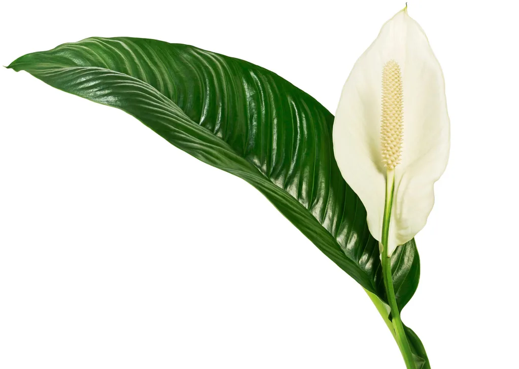 peace lily