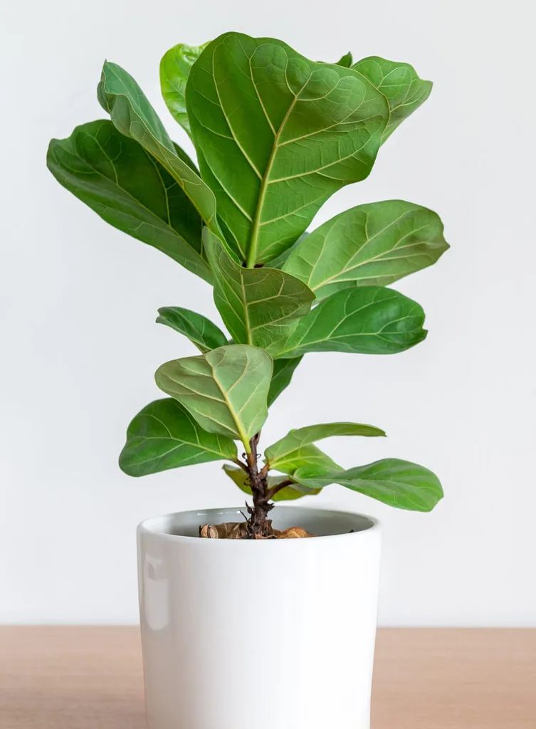 fiddle leaf fig