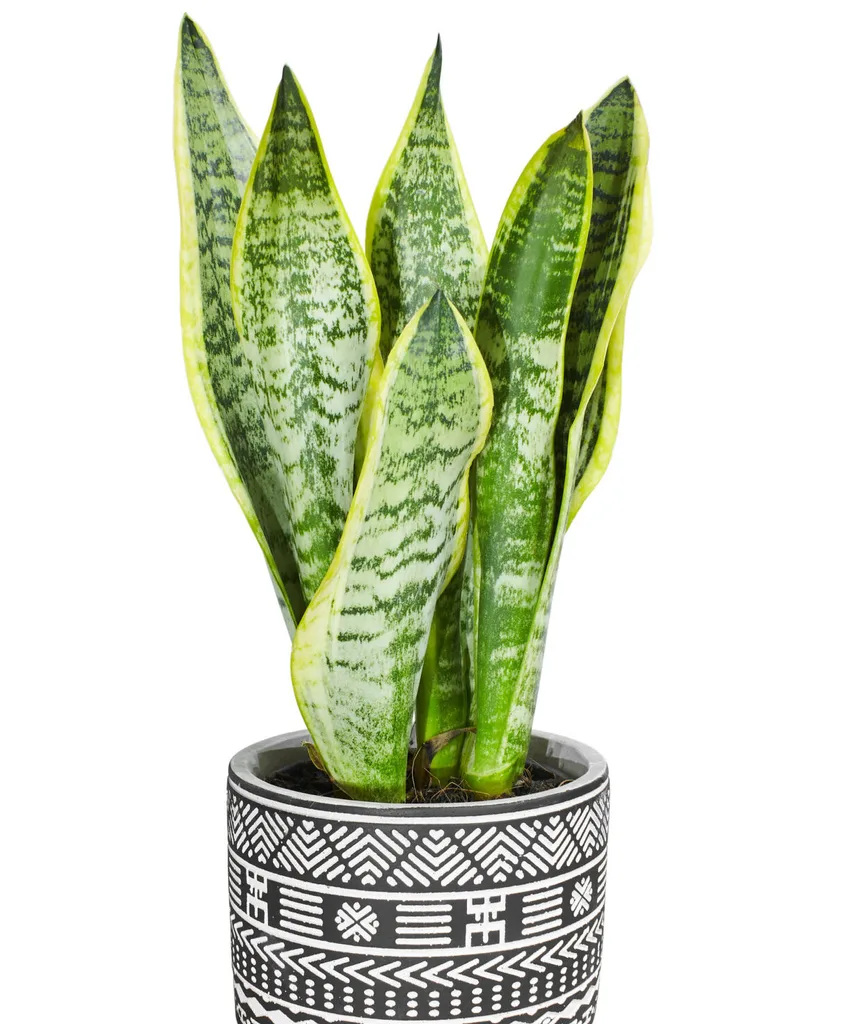 snake plant