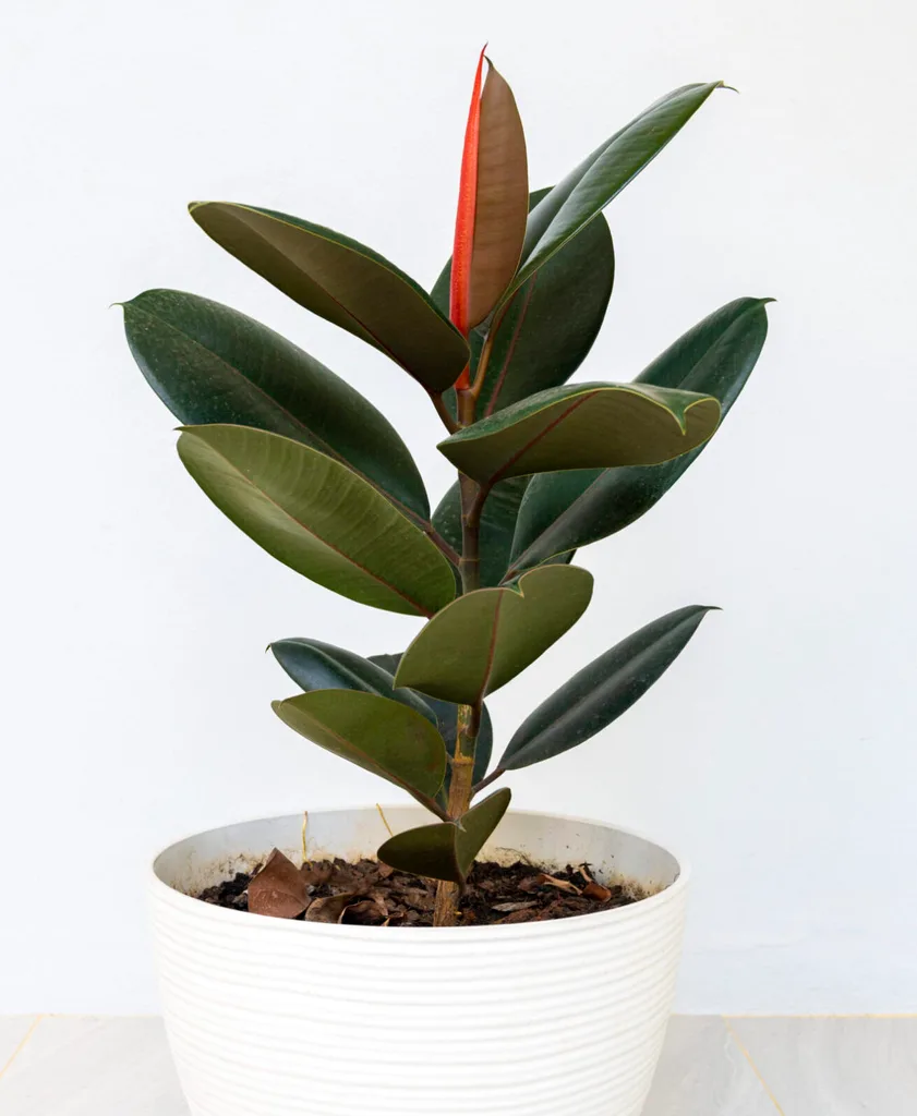 rubber plant