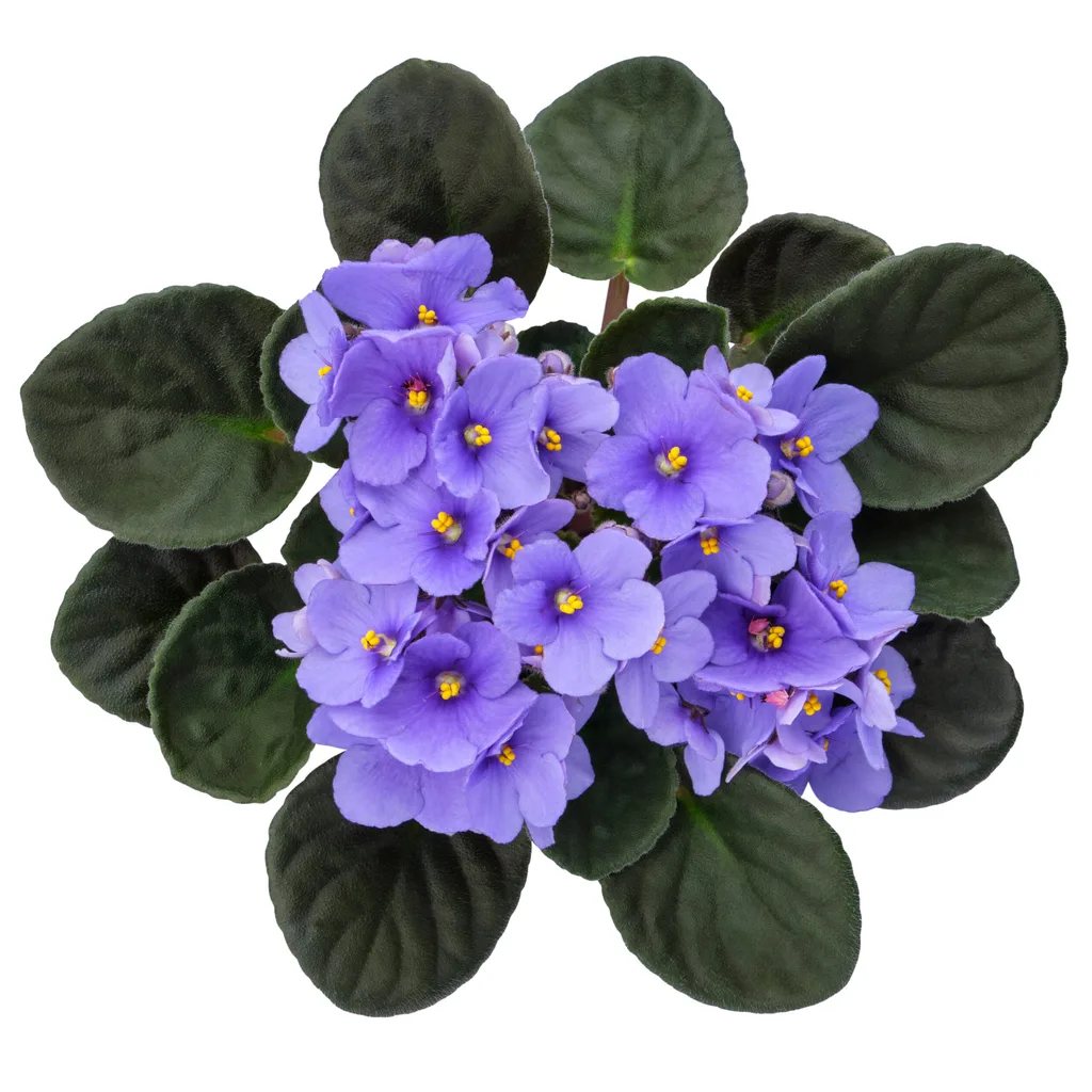 African violet