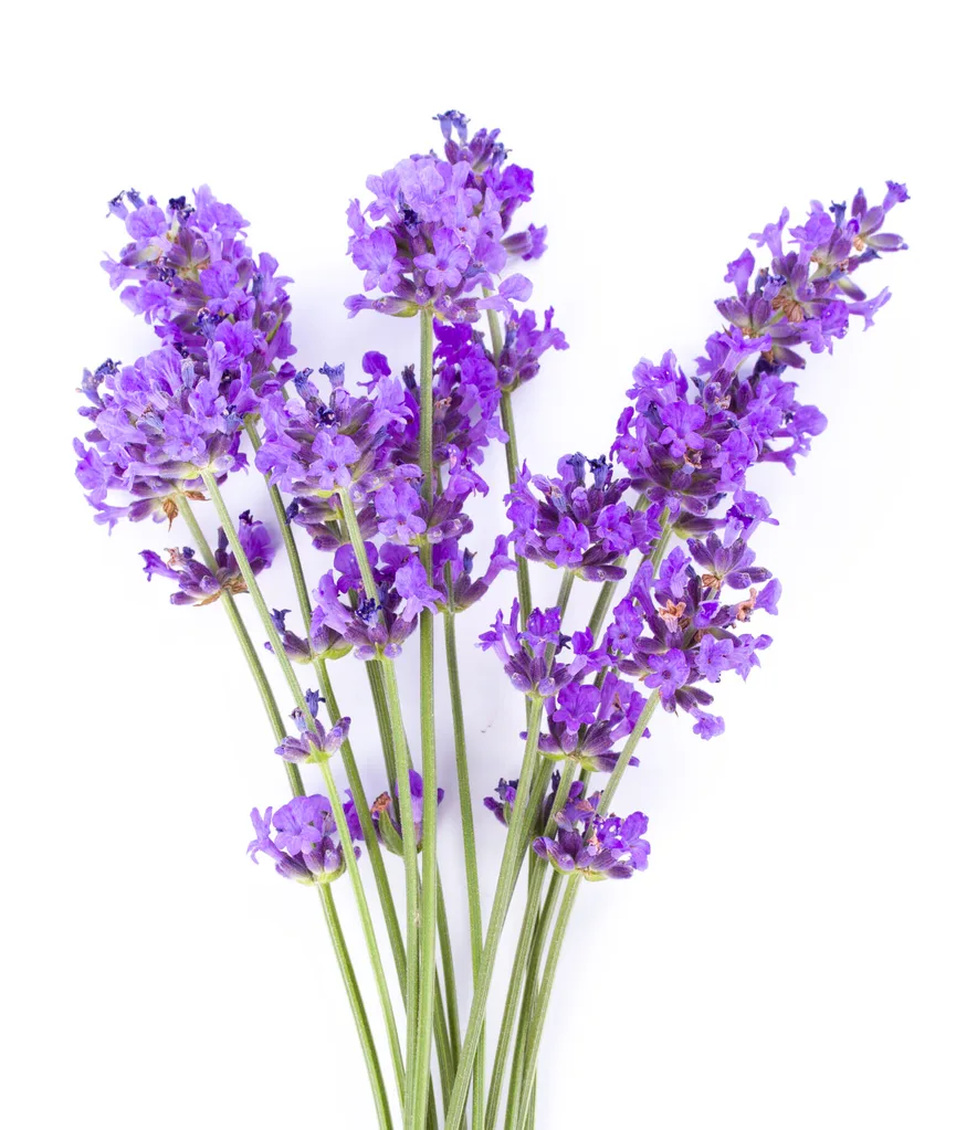 lavendar