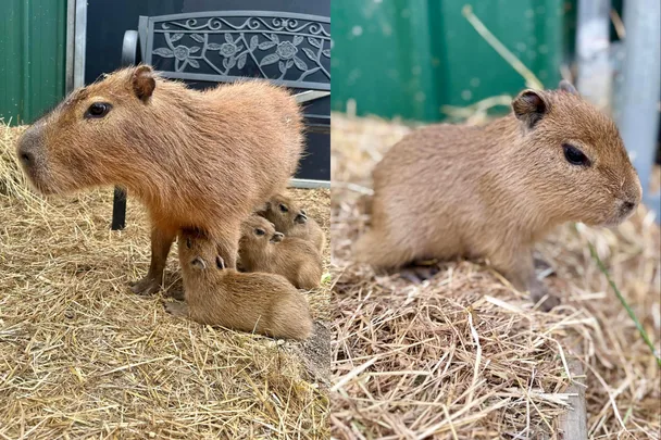 Meet the cute new residents of Wings Wildlife Park