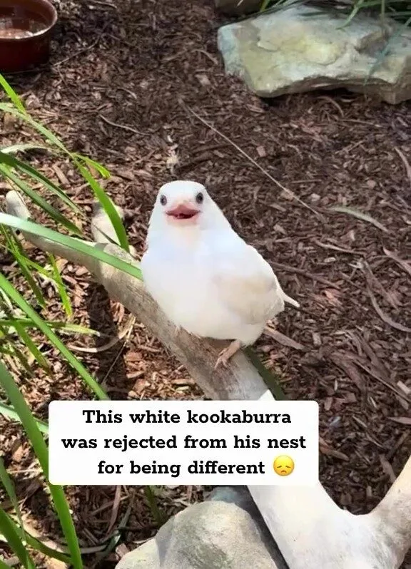 th2512_trendingcr-instagram-@drkatrina_casper-the-white-blind-kookaburra-1-67db4ecf9e93b.jpg