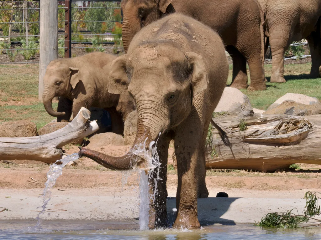 Elephants in the water at zoo