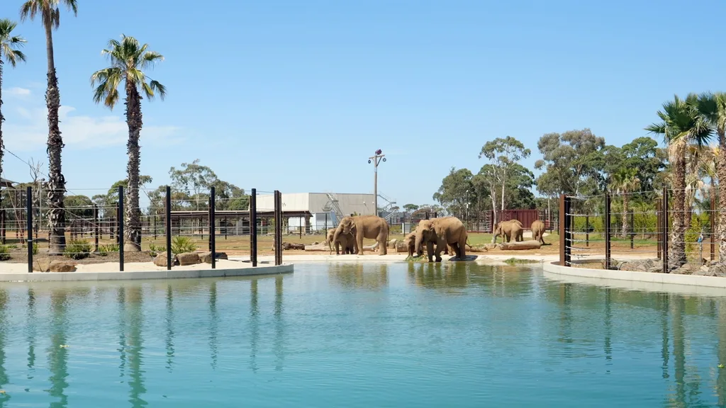 Elephants in their new habit at Werribee Open Range Zoo
