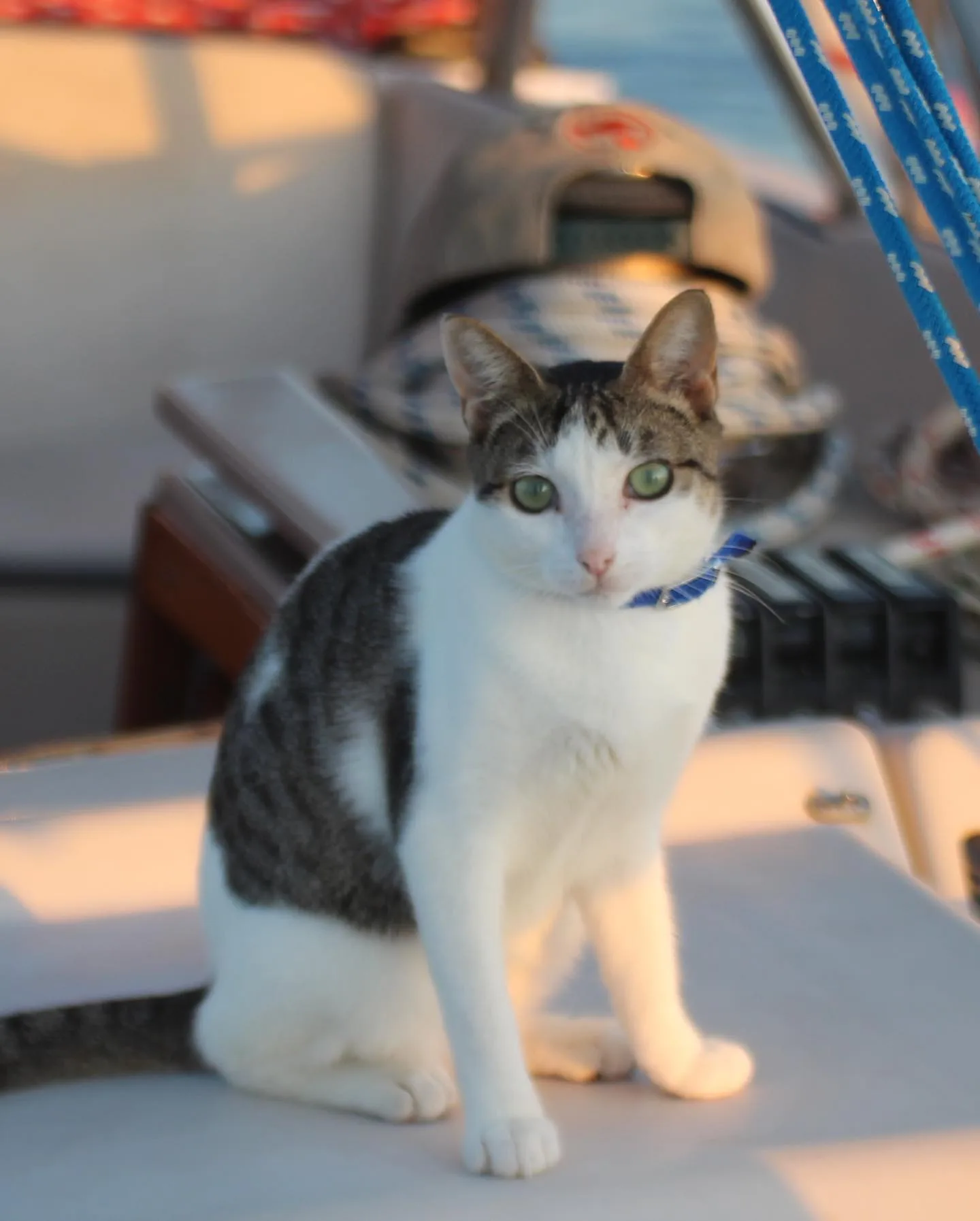 grey and white cat on a boat it has green eyes