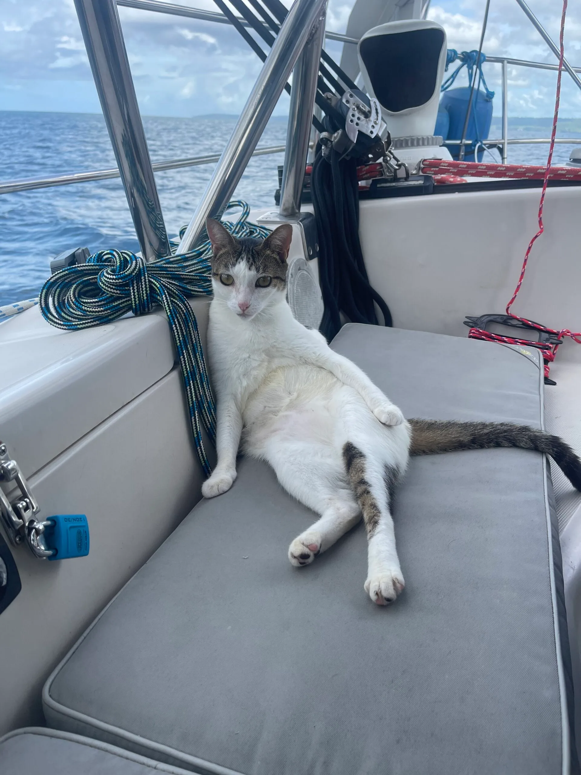 cat on boat