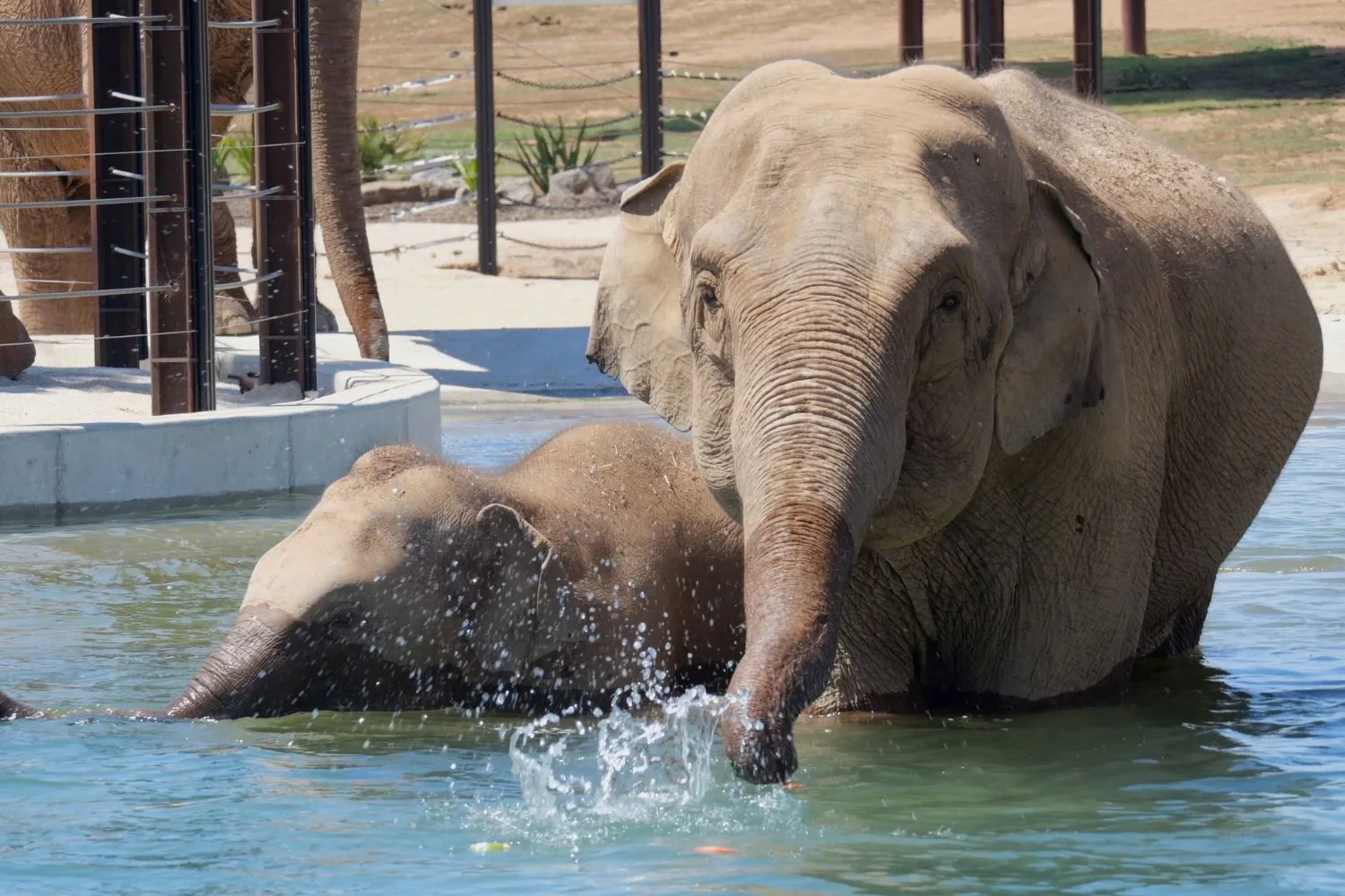 Elephants in the water at zoo