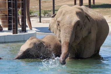 Elephants in the water at zoo