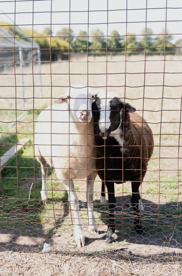 two sheep one black and one white standing together at a wire fence