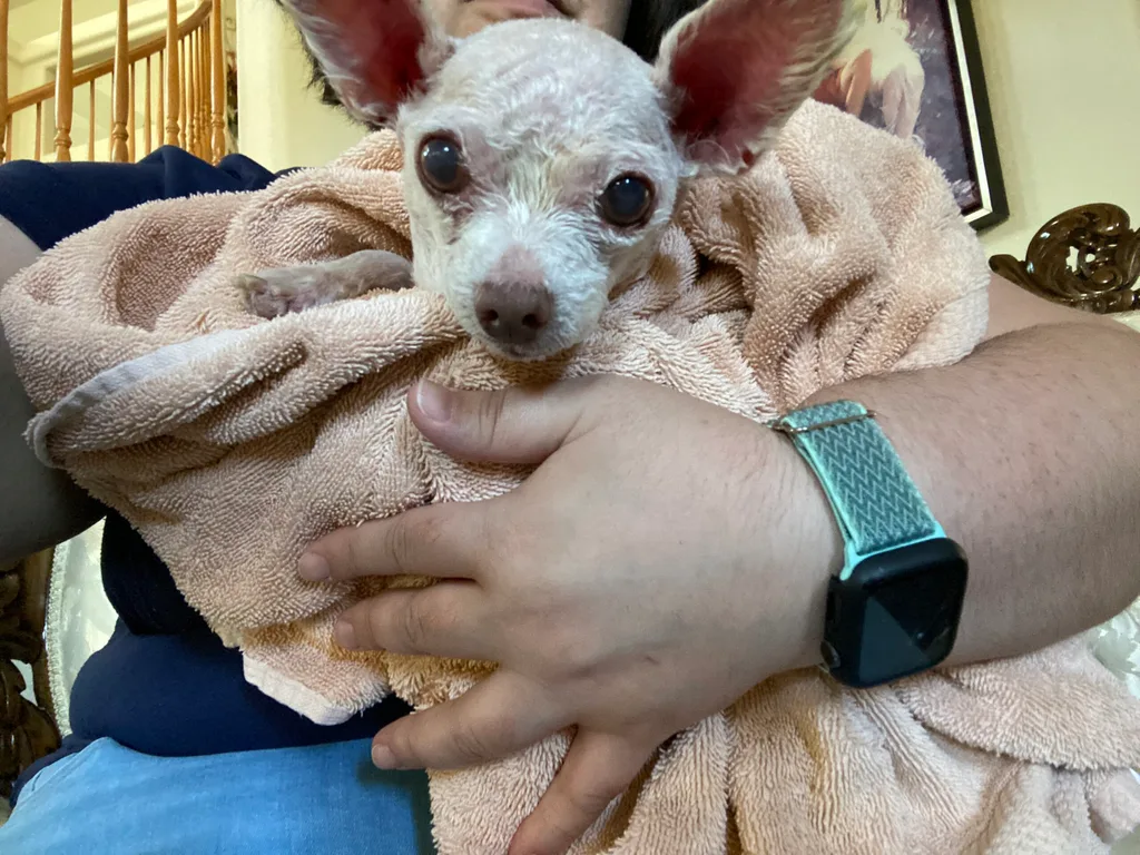 White fluffy dog wrapped in a towel