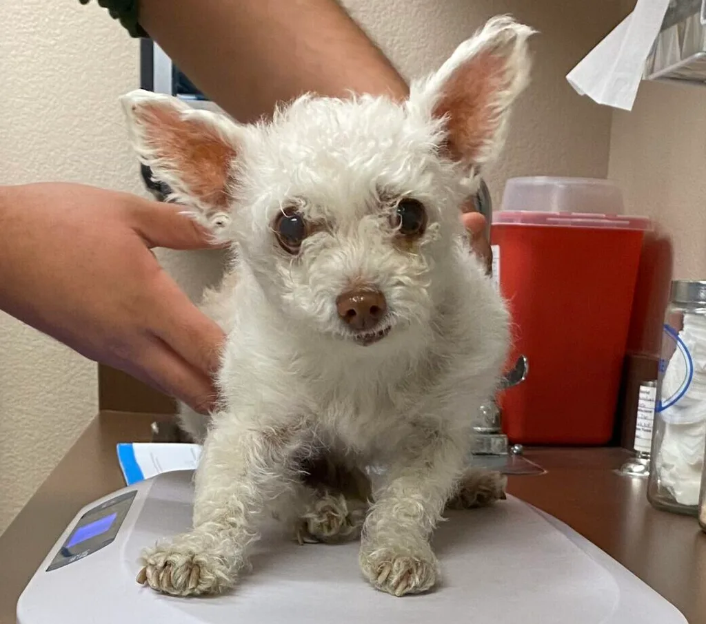 White fluffy dog being weighed