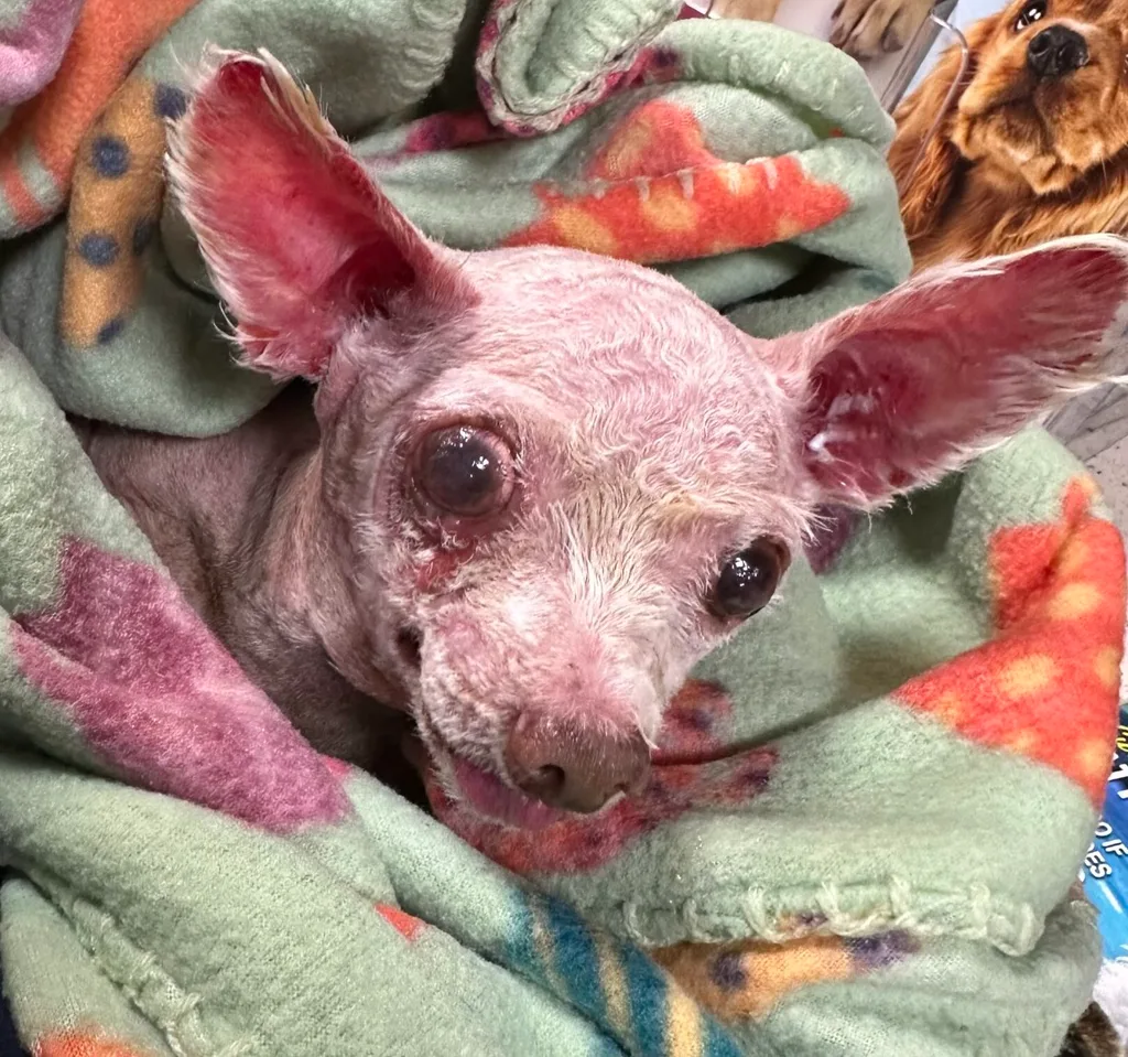 White fluffy dog wrapped in a blanket. He is missing his fur and his skin is red