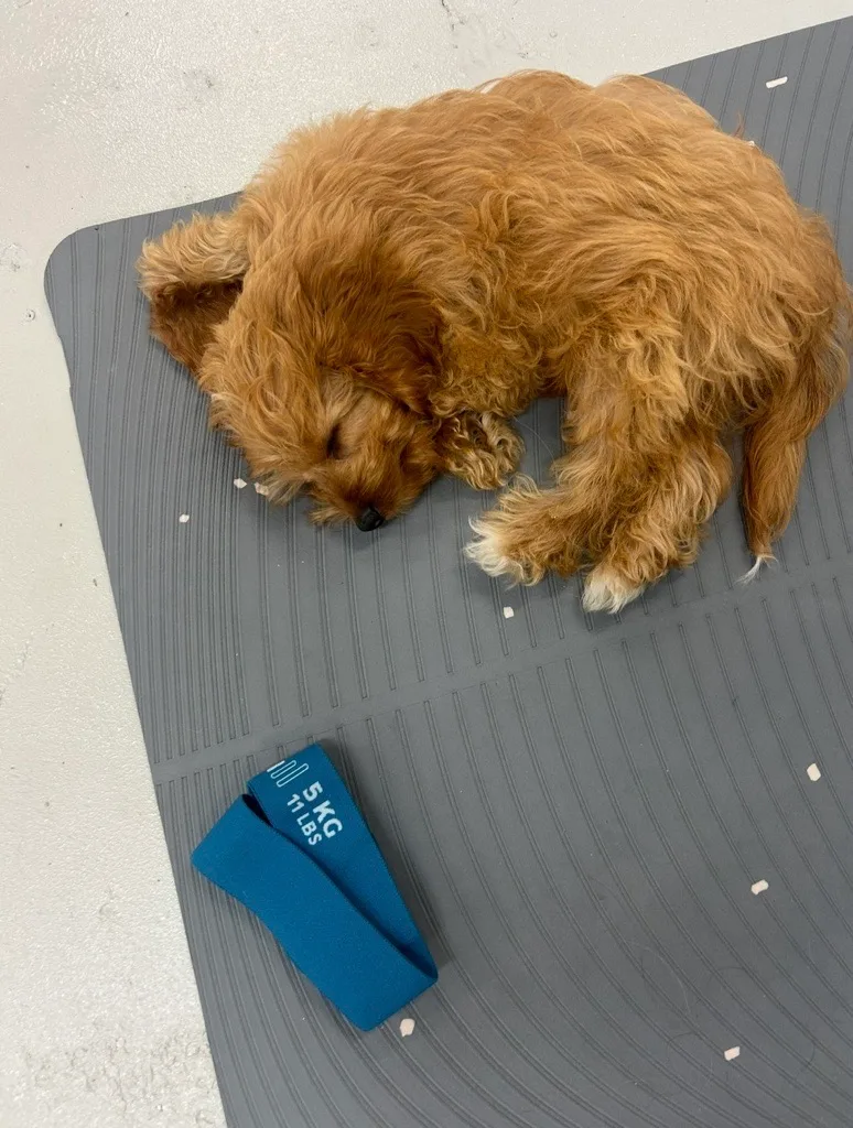 small brown puppy sleeping on yoga mat