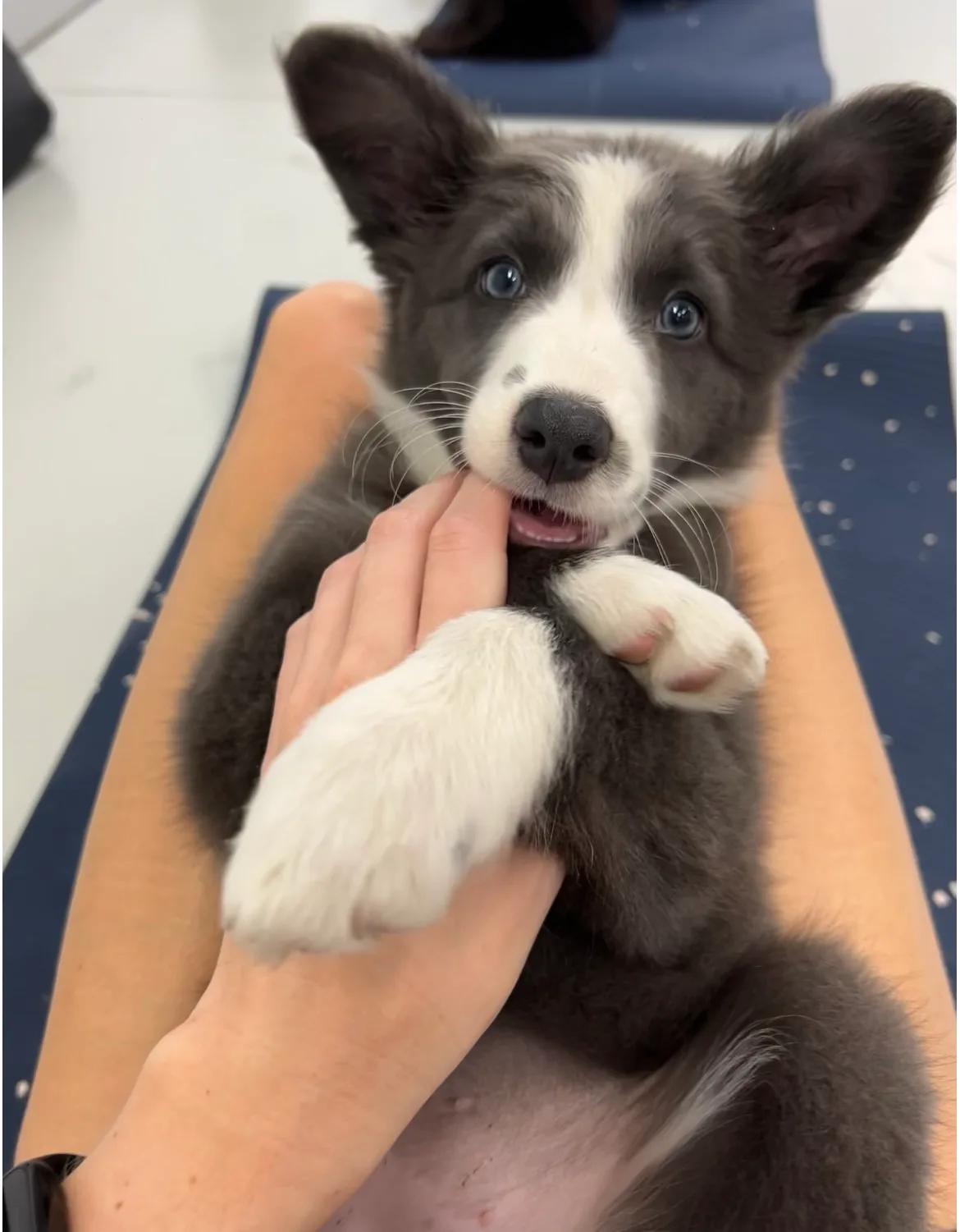 grey and white border collie puppy