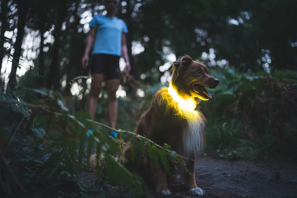 dog wearing yellow glowing collar