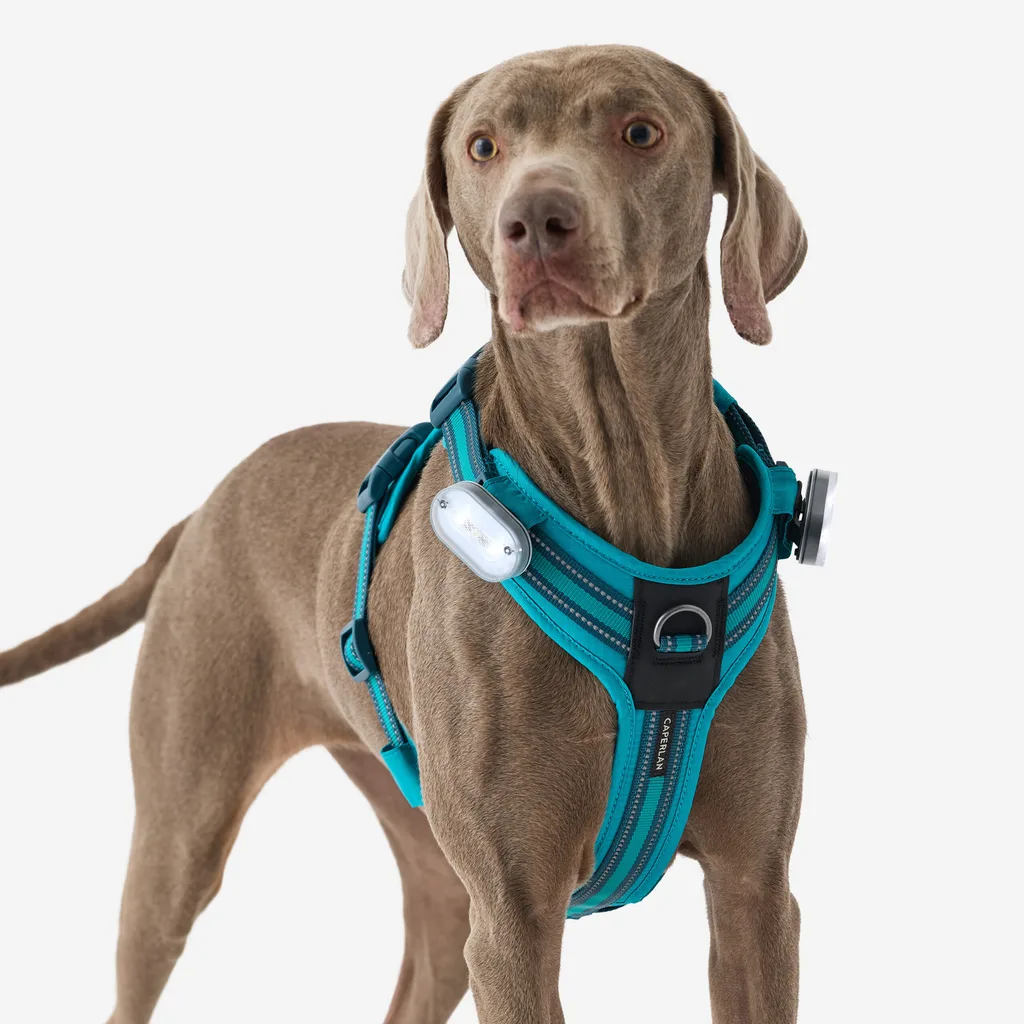 grey dog wearing blue harness
