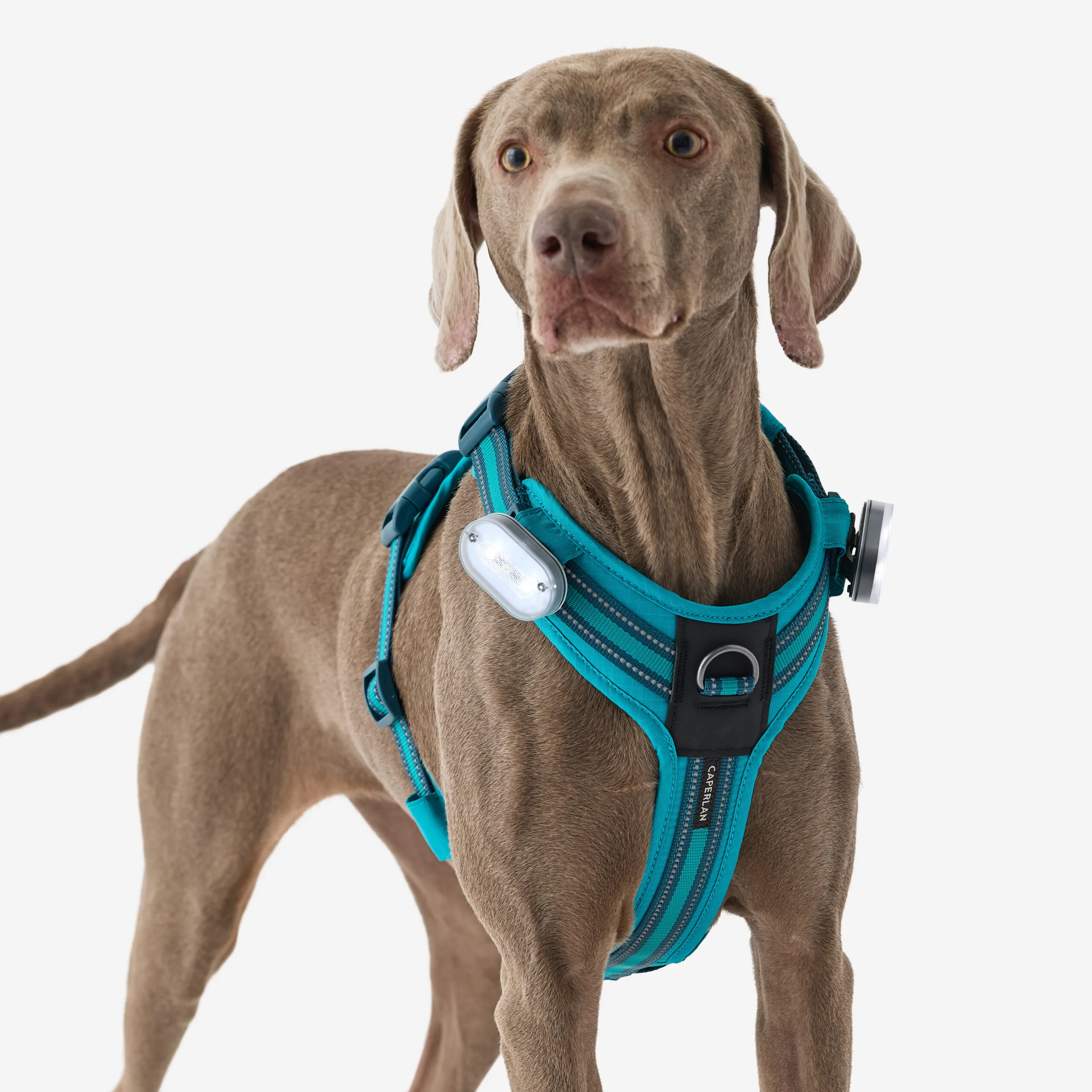 grey dog wearing blue harness