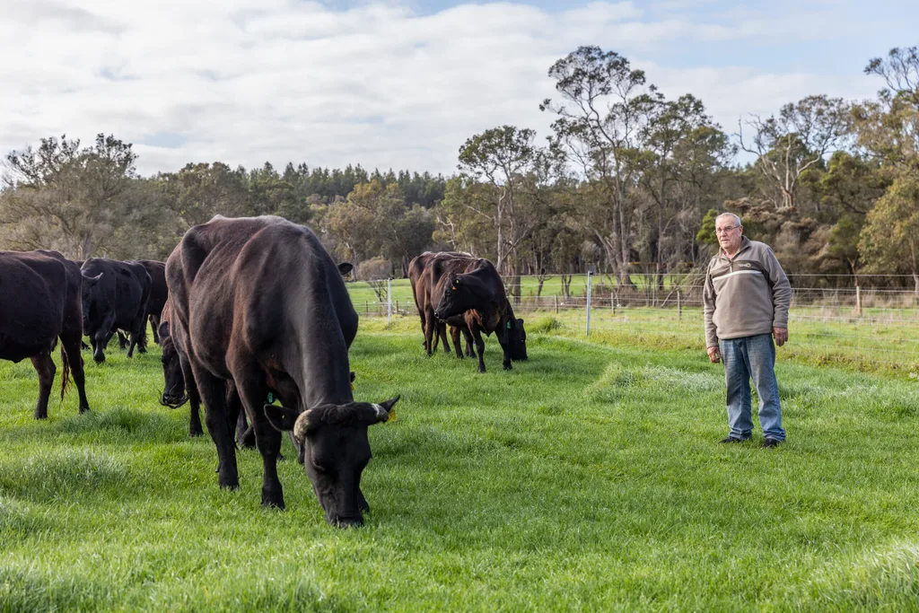 A man with some cows