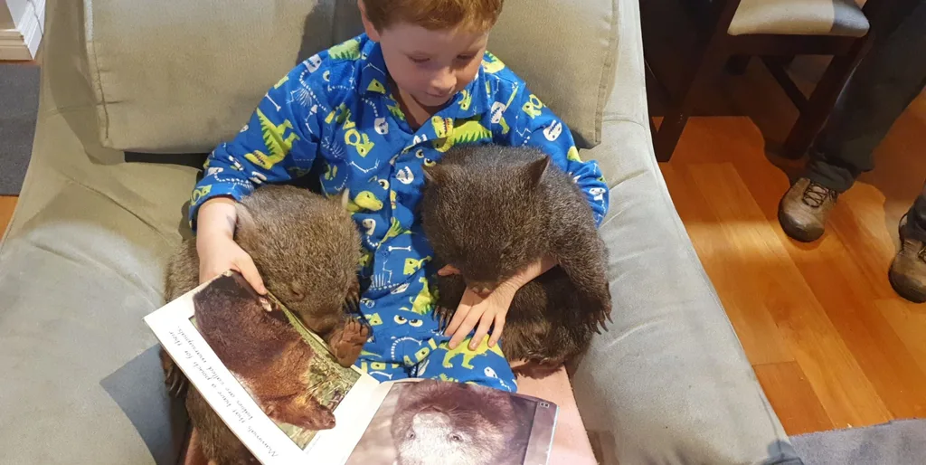 Boy in blue pyjamas holding two wombats reading to them