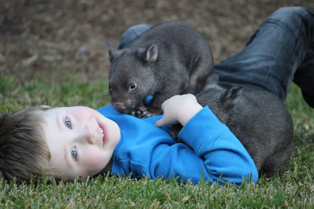 Boy in blue top with with two wombats