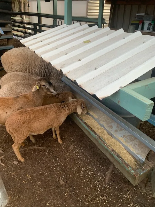 Image of sheep eating from a trough