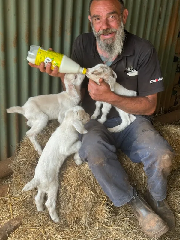 Image of man bottle feeding lambs