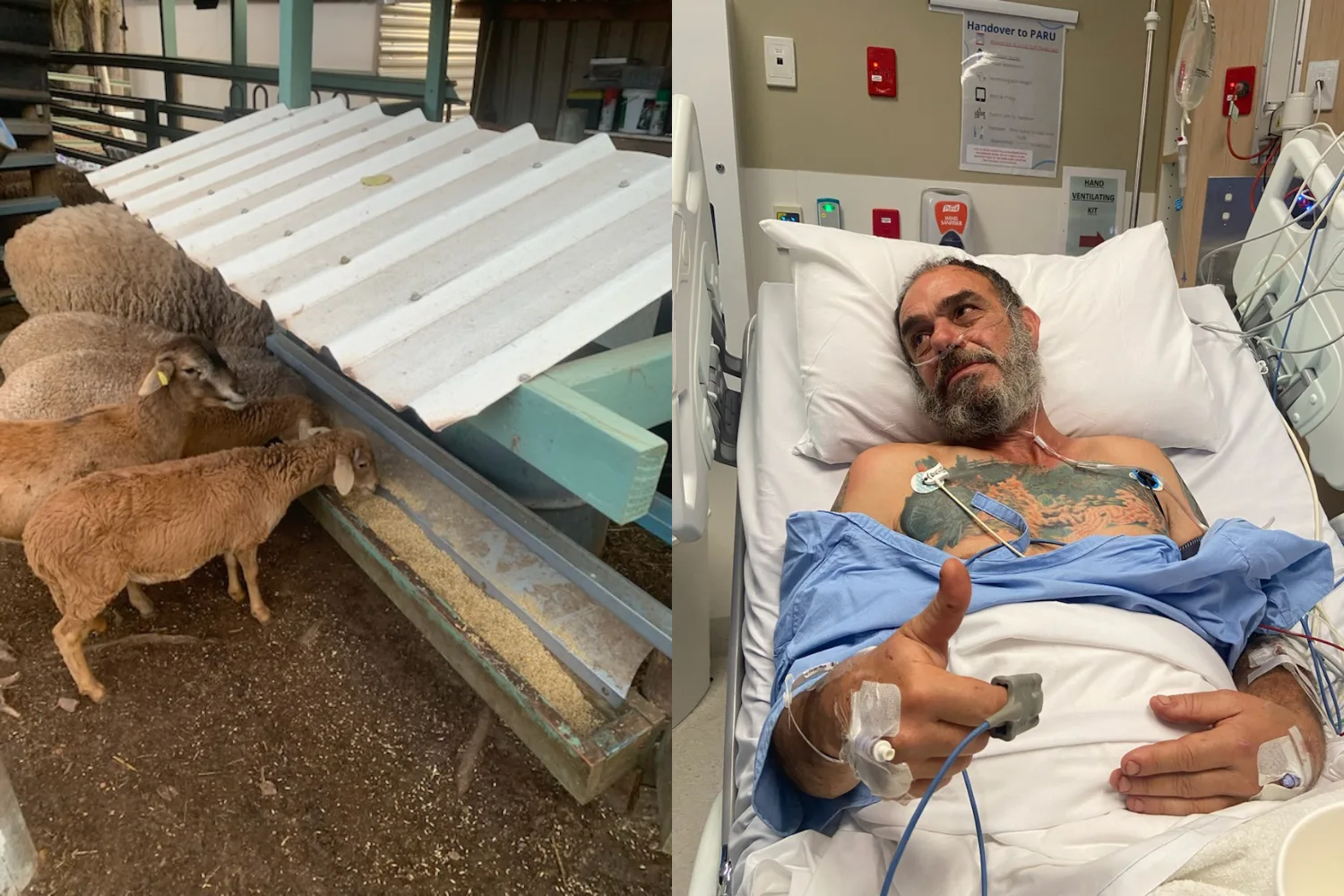 Image of sheep eating from feeding trough and image of man in hospital after being sliced open