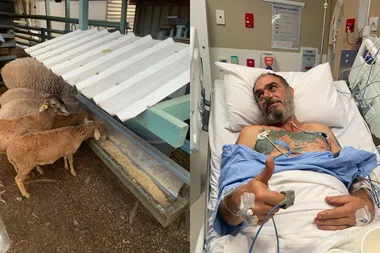 Image of sheep eating from feeding trough and image of man in hospital after being sliced open