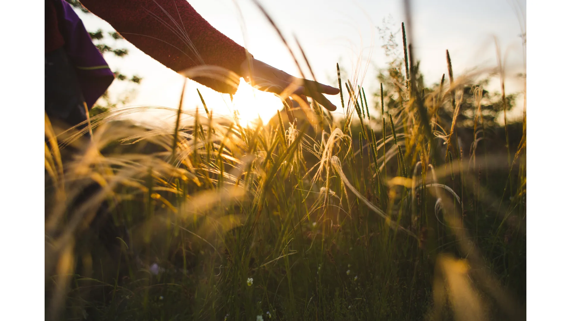 A person with an outstretched arm runs their hand through shrubbery.