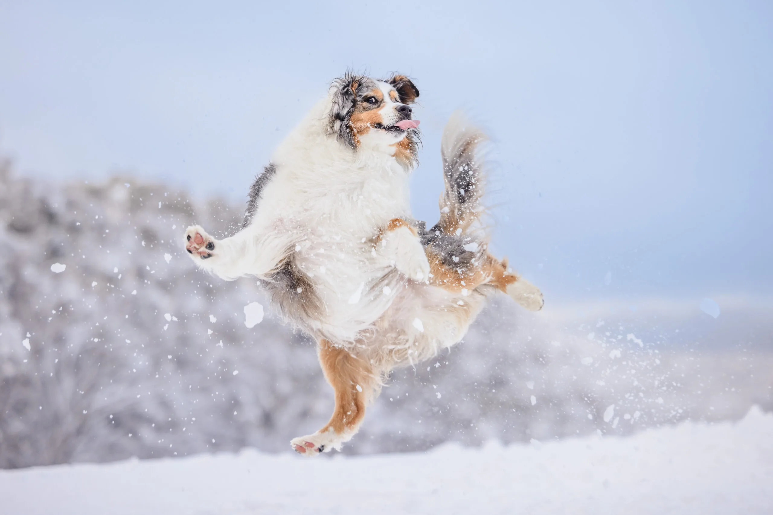 A dog frolicking in the snow tongue out