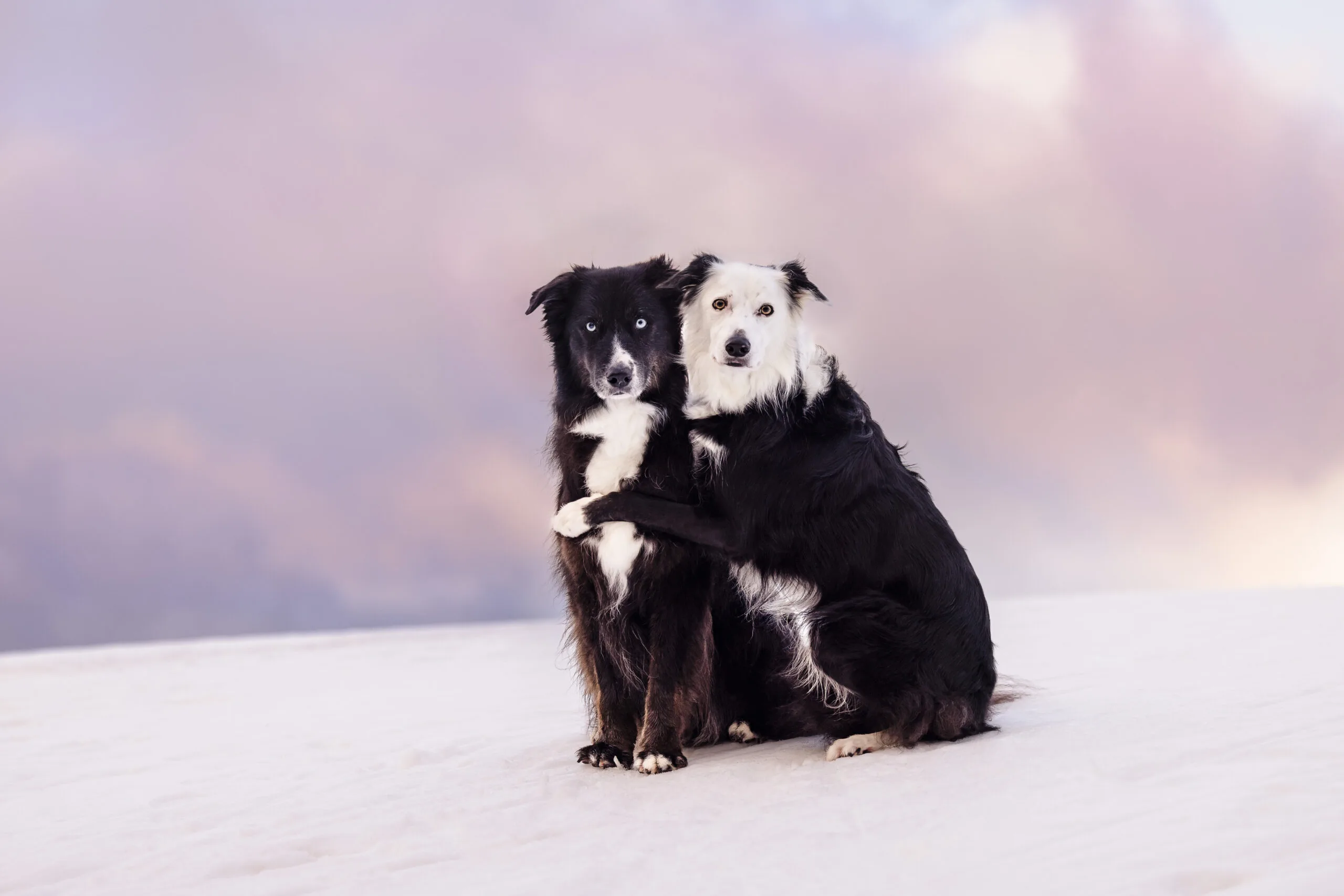 two black and white dogs cuddling in the snow