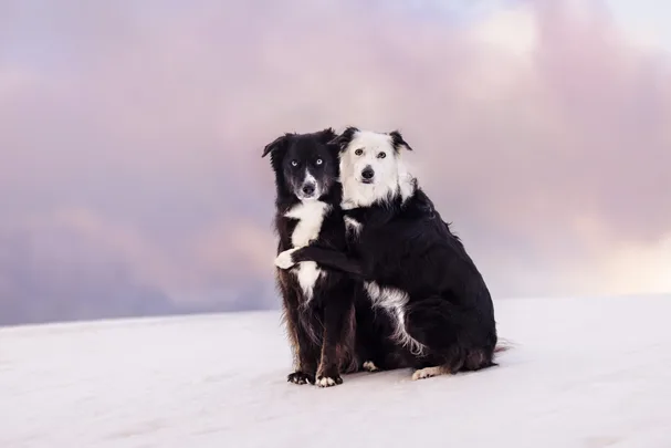 SNOW COOL: You won’t believe this amazing pet photography!
