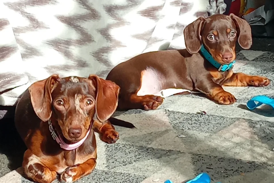 Image of two sausage dogs sitting in the sun