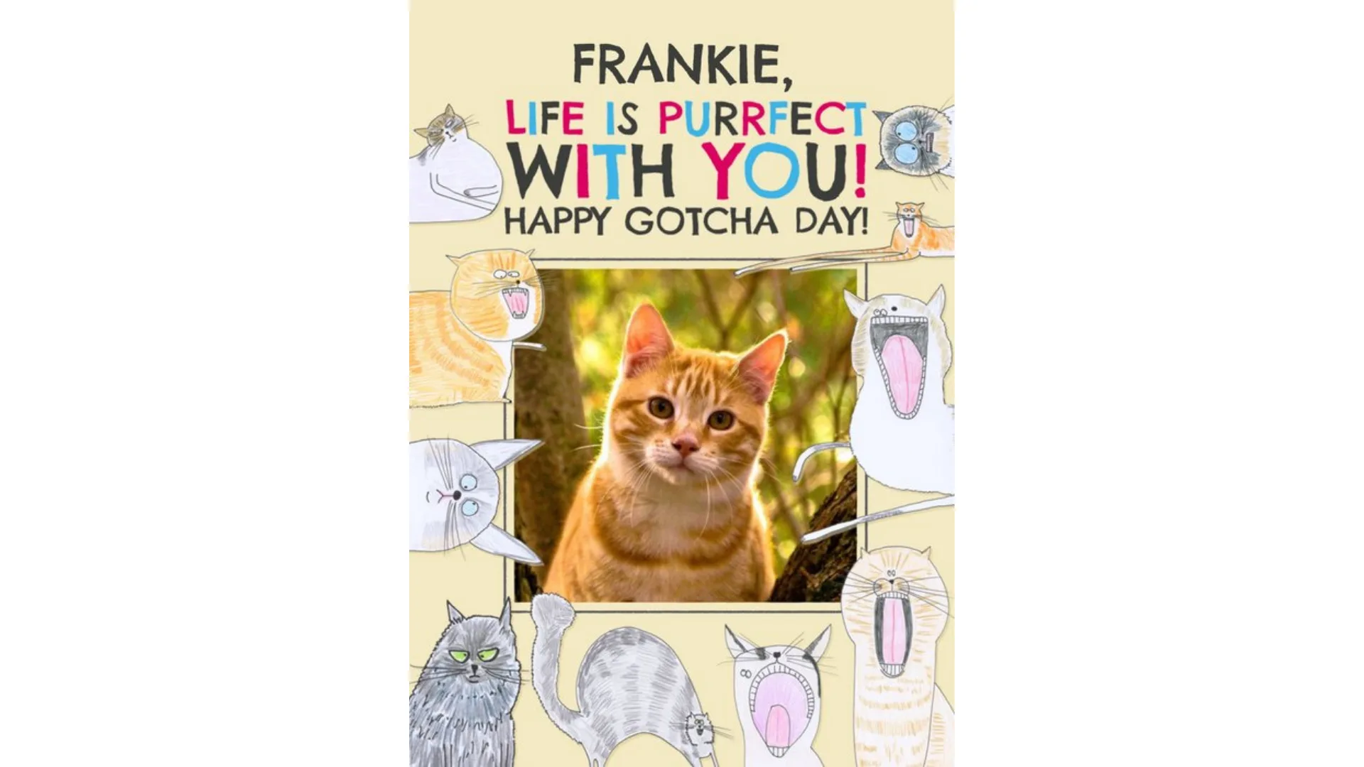 A ginger cat peers out from a personalised card.