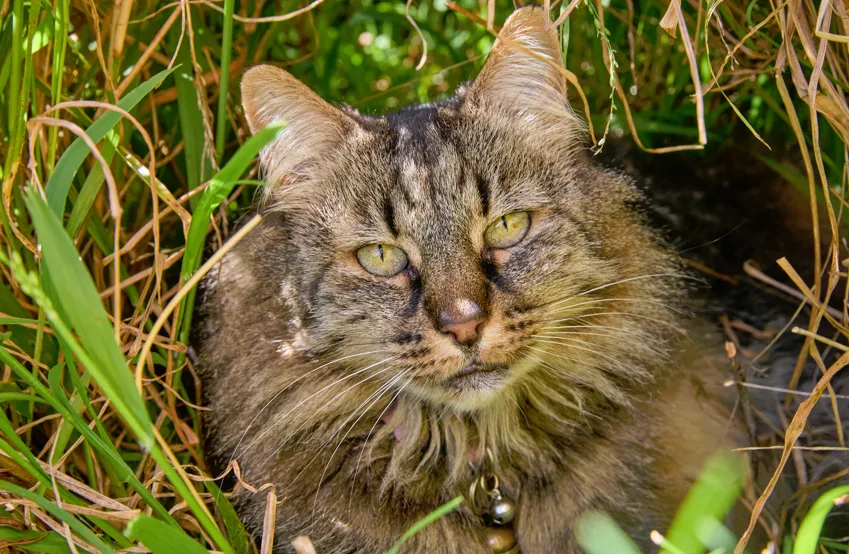 Maine Coon cat with striking green eyes sitting on a bed of grass staring into camera.