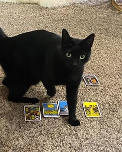 Black cat with Tarot cards on the floor