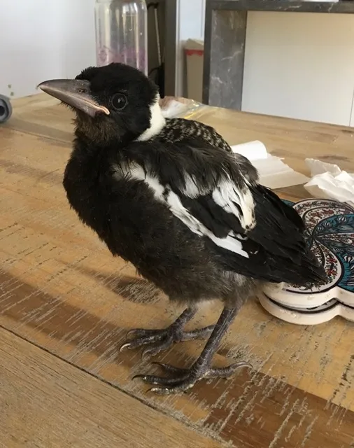 black and white magpie
