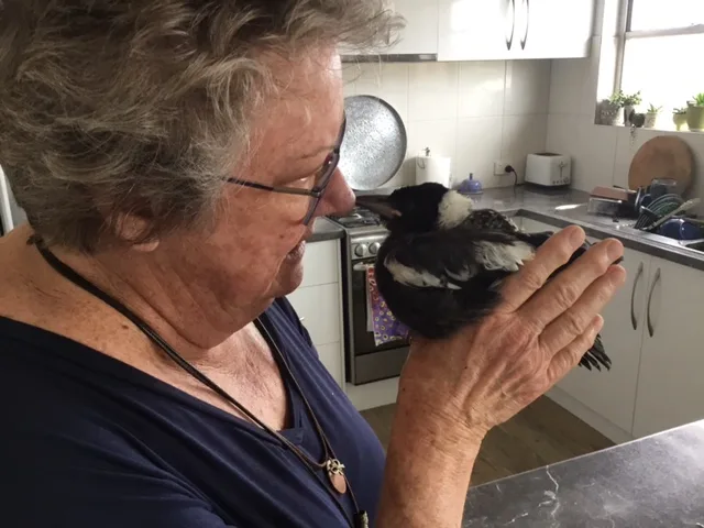 A woman holding a magpie in her hands close to her nose