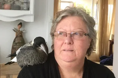 A magpie saved my life!