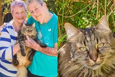 Right: Cat with striking green eyes staring at camera.