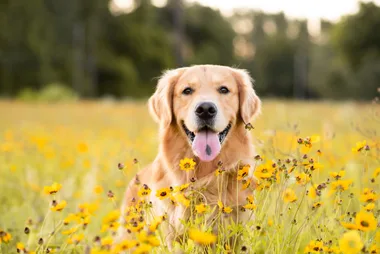 Australia’s most popular dog names for 2025 revealed