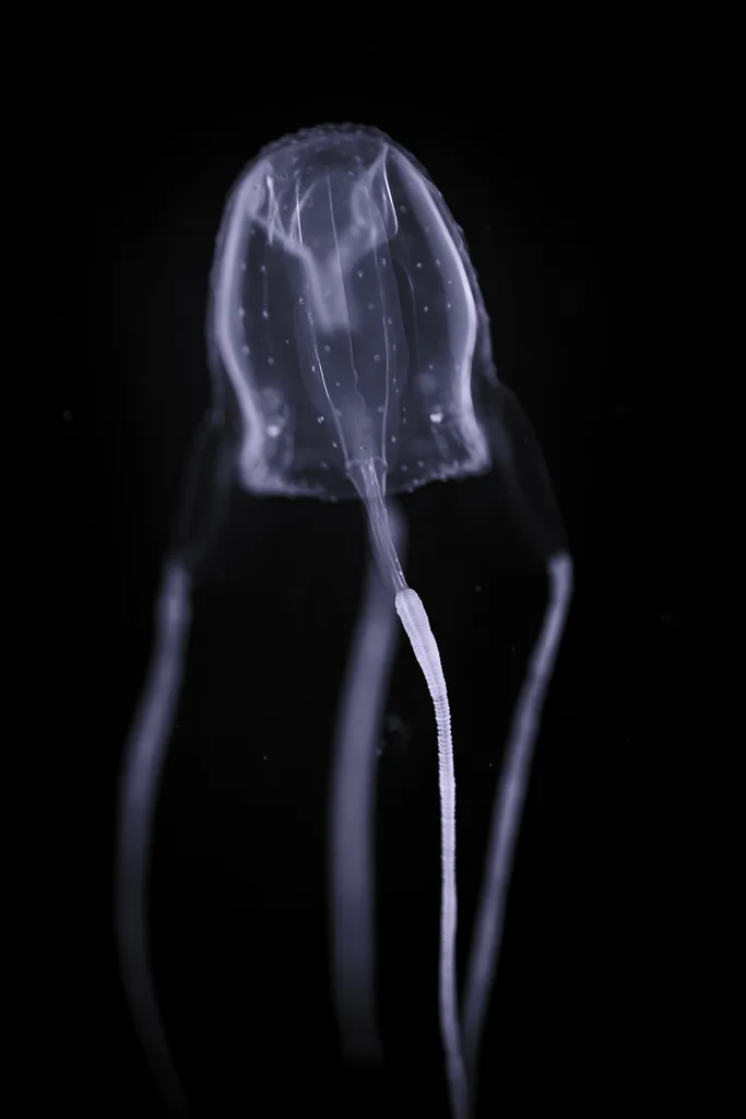 An irukandji jellyfish